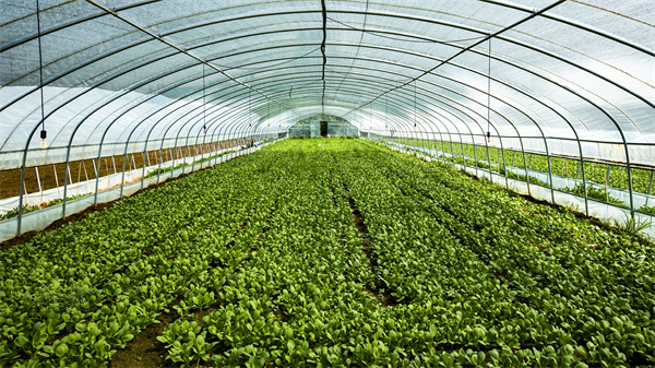 智慧大棚解決方案